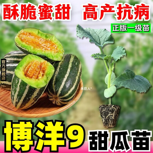 1163 items sold in 30 days. Super sweet Boyang No. 9 melon seedlings, cantaloupe seedlings, muskmelon seedlings with soil, horn honey and green treasure. Boyang melon seedlings/crisp and sweet/regular base seedlings. Buy 10+4 and send 14 seedlings +2 bags of fertilizer+tutorial.