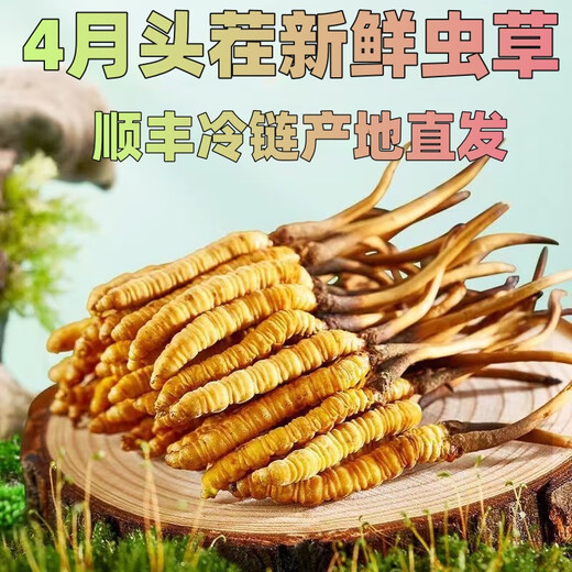 新鲜冬虫夏草真空锁鲜包装顺丰冷链产地直发精选大草新鲜头期虫草 西藏那曲鲜虫草每条0.5克50条装
