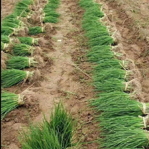 Purple-skinned onion seedlings, fruit red-skinned onion seedlings, vegetable seedlings for garden planting in all seasons, 50 purple-skinned fruit onion seedlings, high-yielding purple-skinned fruit onion seedlings