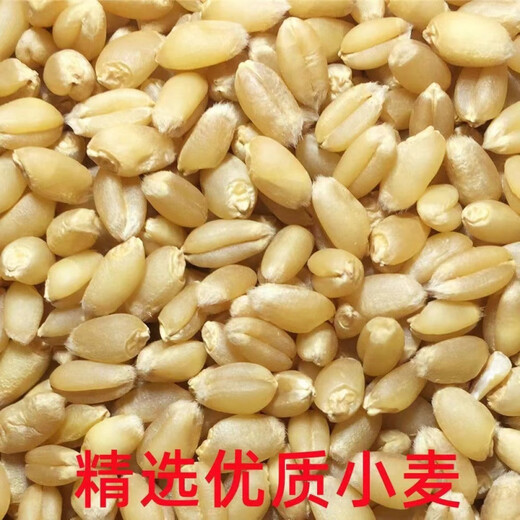 Wheat grains with skin 5Jin Jin is equal to 0.5kg Edible flour grinding medicine to induce maltose Germinated grass seeds Juicing and winemaking Cat grass 2025 new wheat 10Jin Jin is equal to 0.5kg (can be germinated and ground)