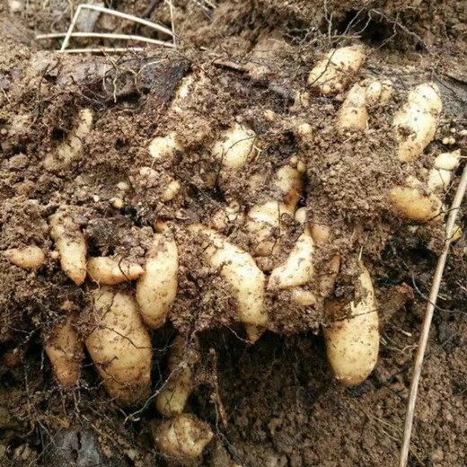 Gastrodia seeds 0th generation Gastrodia 1st generation Gastrodia seedlings Gastrodia seeds for four seasons planting in the ground potted plants Gastrodia granular seeds 100 grains + rooting fertilizer