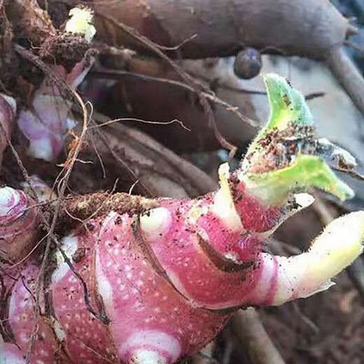 Yunnan yacon seeds are dug fresh red heart and yellow heart seedlings and bulbs are directly harvested from the fresh base. 3 Jin Jin is equal to 0.5 kg | Red heart yacon super sweet