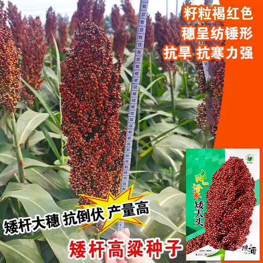 Dwarf wine glutinous sorghum king super ton iron 1 meter red sorghum seed dwarf bird resistant brewed sorghum seed ton beam short big head 50g plant height 1.1 meters
