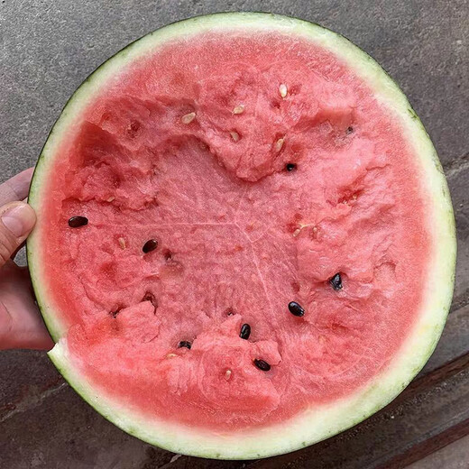 Thin-skinned rock sugar watermelon seeds Xinjiang Tianshan Zaojia 8424 watermelon seeds early maturing large fruit super sweet Qi selected 8424 original 50g