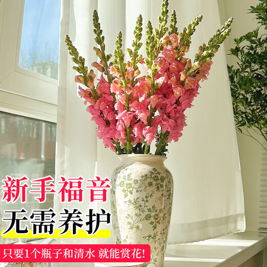 Linya Snapdragon Flowers 8-10 Branches Yunnan Straight Hair Large Flowers Fresh Cut Flower Hall Household Water Raised Random Source Straight Hair