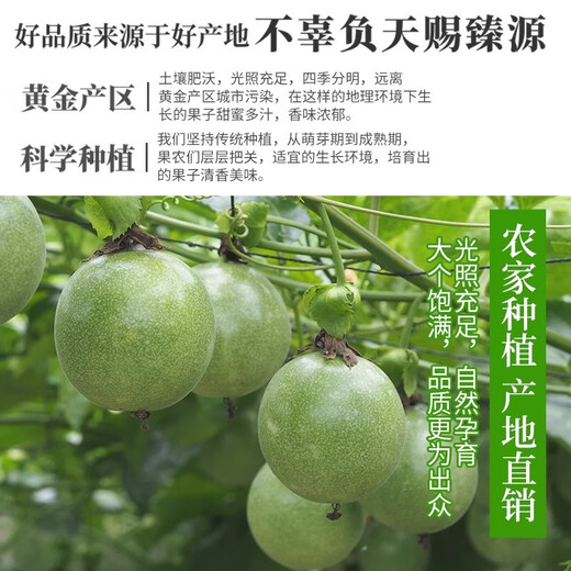 Guangxi Qinmi No. 9 Golden Passion Fruit Wancheng Seasonal Fresh Large Fruit Huangpiguo Milk Tea Shop Fruit 1 Jin Jin is equal to 0.5 kg, about 11-17 pieces, single fruit 30-45g
