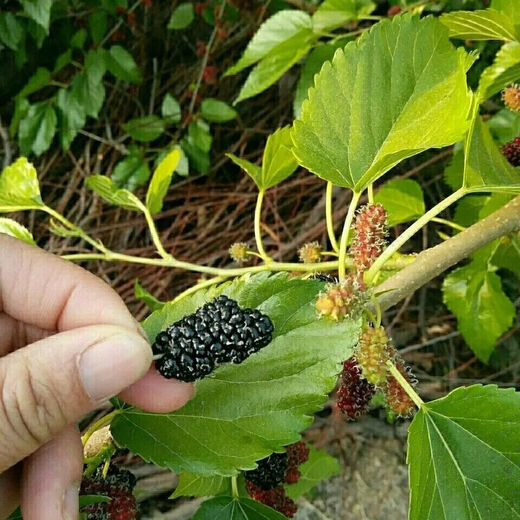 Mulberry seeds, spring and autumn fruit seeds, potted flower seeds, good taste, mulberry tree fruit, mulberry, sour and sweet, mulberry seeds, about 2 grams per pack