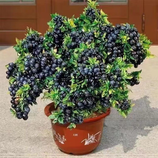 Two harvests, four-season blueberry seedlings potted in the ground, fruit tree seedlings in the south and north, indoor potted plants, pink water, tender and sweet, one-year seedlings, shipped one by one with soil