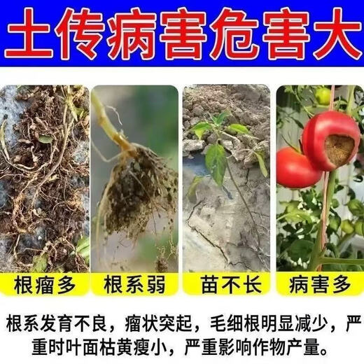 Soil bacteria clear agricultural genuine soil-borne diseases special rapid disinfection, sterilization and resistance to repeated cropping microbial fertilizer 2 bags, early use, early harvest, early harvest