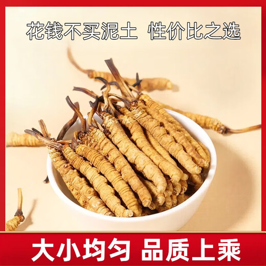 La nueva caja de regalo de Cordyceps seca Cordyceps seca de Kangsil para dar regalos para nutrir y nutrir la calidad de selección de Cordyceps para los ancianos Tíbet Nagqu Cordyceps aproximadamente 2 raíces/g 40 raíces (caja de regalo)