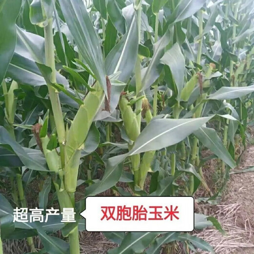 Linpan high-yielding corn seed twins red shaft iron big stick hard hybrid corn drought-resistant, disease-resistant, salt-alkali tolerant corn Zhengdan 958 corn original 1Jin Jin equal to 0.5 kg *1 bag