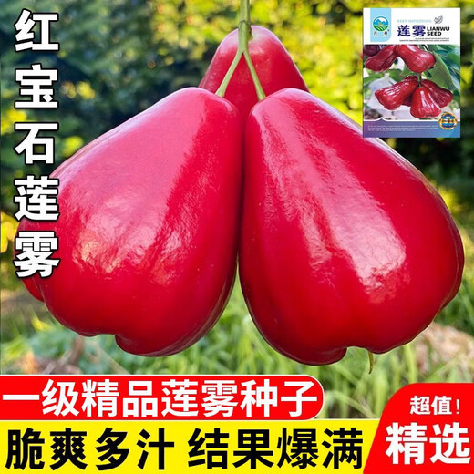 Lotus mist seeds. Lotus mist seeds are sown in all seasons. Balcony potted plants are planted in small yards. Simple and high-yielding fruit seeds. Super sweet mist lotus seeds. Fruits explode every year. Only good seeds are sold. 2025 new seeds. About 105 seeds.