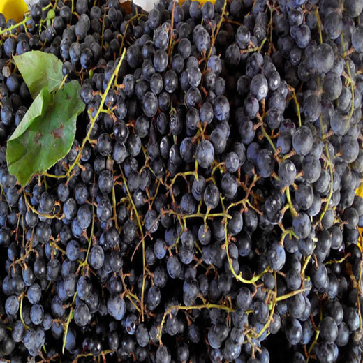 Mountain grape seed seedlings Northeast mountain wild fruit garden potted North and South seasons easy-to-live Beida seedlings wine making raw materials 200 seeds 20-30 cm