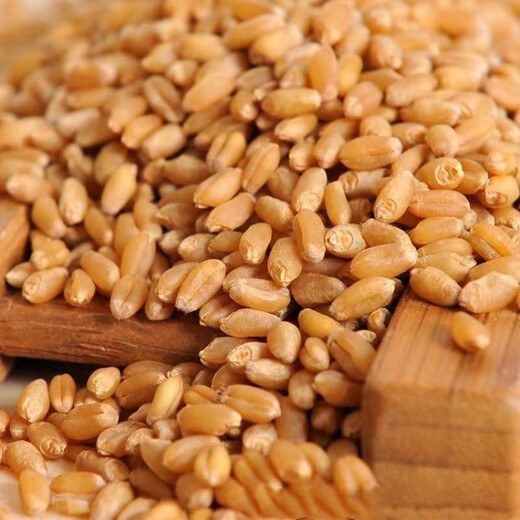 Wheat grains with skin 5Jin Jin is equal to 0.5kg Edible flour grinding medicine to induce maltose Germinated grass seeds Juicing and winemaking Cat grass 2025 new wheat 10Jin Jin is equal to 0.5kg (can be germinated and ground)