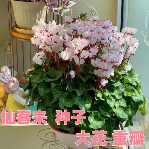 Store best-selling double-petaled cyclamen seeds cyclamen potted seeds New Year's Eve flower seeds balcony seasons cyclamen flower seeds following 15 colors mixed high-quality seeds 1 pack about 105 seeds + germination rate