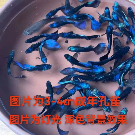 Ice basket guppy ink blue purebred guppy basket dress small tropical fish coral basket tail viviparous fish package live purebred ice blue 3-4 months old 1 pair