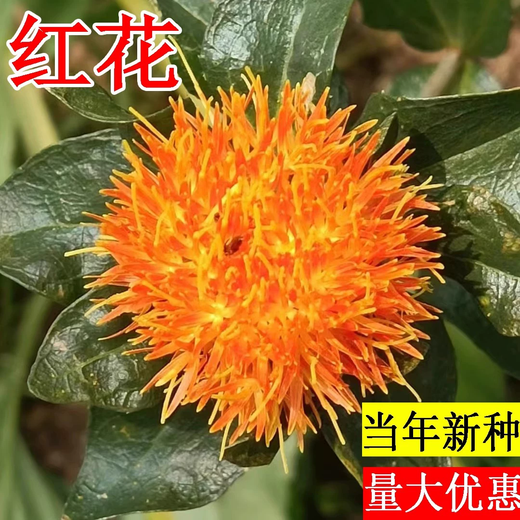 Xiaochunfeng Chinese herbal medicine safflower seeds saffron seeds Xinjiang grass saffron seeds genuine pure new field planting seeds Golden Saffron No. 3 2kg