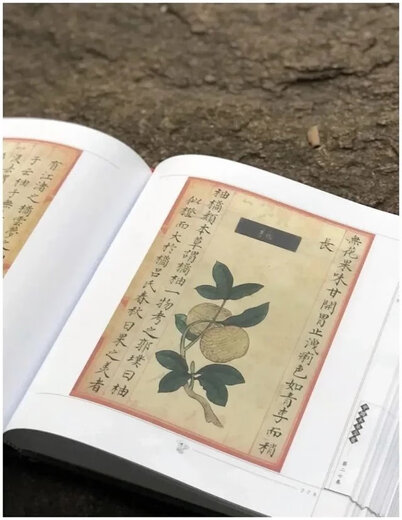 《食物本草  宫廷写本》。华夏出版社2000年出版。来自明代，发行386种食物，493张手绘图，大十二开，530页。