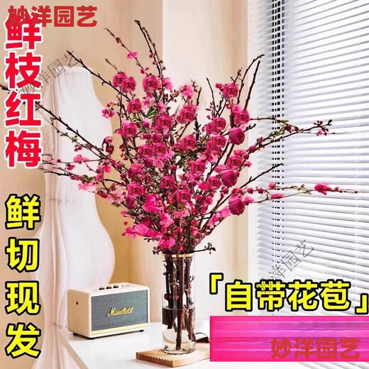 Hydroponic flowering, hydroponic fresh-cut red plum blossoms, indoor fragrant cold-resistant flowers, bloom when exposed to water, peach branches New Year's Eve flowers, fresh-cut red plum blossoms, long flowering period, with buds + #Buy 10 plus 10 (received 20) full bloom