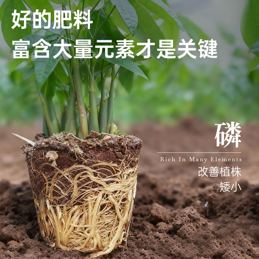 Jinyate special nutrient solution for money tree plants, leaves turn yellow and fall off, green plant potted flower fertilizer 500ml