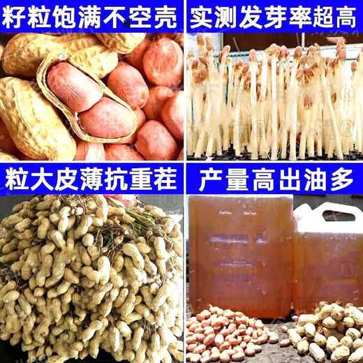 Peanut seeds Academy of Agricultural Sciences seed shelled original seed thin-skinned farmer sun-dried red-skinned raw peanuts Purity First generation Haihua No. 1 Net weight shipped 2Jin Jin equals 0.5 kg
