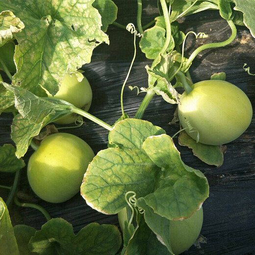 Tianbao seeds, national color and fragrant melon, sown in spring and autumn, Tianbao melon, cantaloupe, four-season sweet fruit seeds, golden Tianbao King, canned 30g