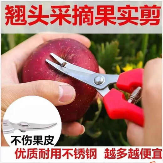 Yeyu stainless steel large tilt-head fruit picking scissors, tomato navel orange fruit scissors, special scissors for oranges and grapes, stainless steel tilt-head pruning scissors, 1 pair, with serrations for sharper