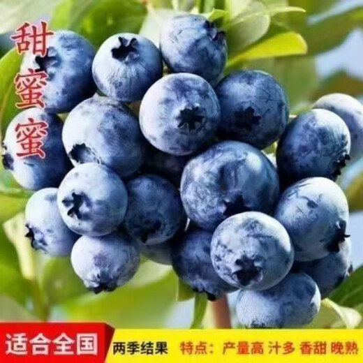 Two harvests, four-season blueberry seedlings potted in the ground, fruit tree seedlings in the south and north, indoor potted plants, pink water, tender and sweet, one-year seedlings, shipped one by one with soil