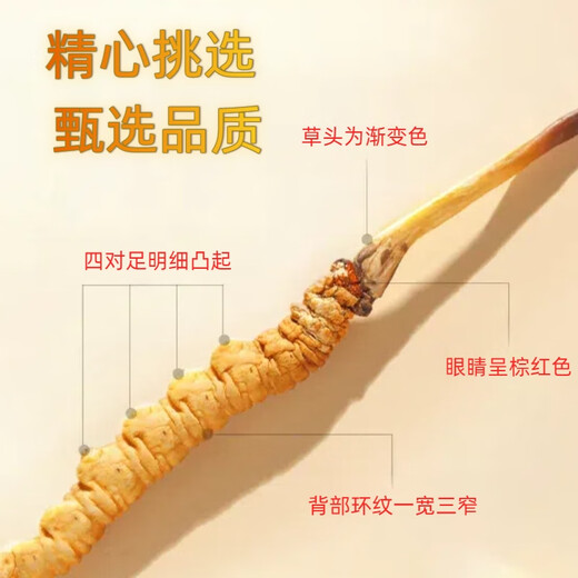 Beijing Tongrentang Pangdonglai Tonglai Cordyceps Cordyceps Boîte-cadeau Tonic Cordyceps Box cadeau King Produits nutritionnels Matériaux médicinaux toniques 50 Boîte-cadeau (Spécifications 3 tiges par gramme)