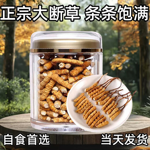 Cordyceps sinensis large broken grass Tibetan area high-quality cordyceps self-eating discount on the same day shipment 2025 head-off cordyceps Tibetan area high-quality large broken grass 20 grams pack