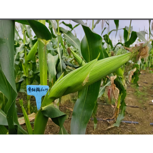National Approval Corn Seed Sweet Waxy Corn Seed Hybrid Corn White Corn National Approval Corn Seed Nan Tiannuo 6019 Corn Seed 200g