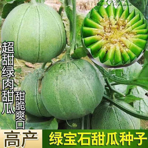Tianfen Emerald Melon Seed Seedlings Super Sweet Thin Skin Cantaloupe Seeds Green Skin Four Seasons Balcony Vegetables and Fruits 2 Packs (200 New Seasonal Seeds) Super Sweet Emerald Sweet