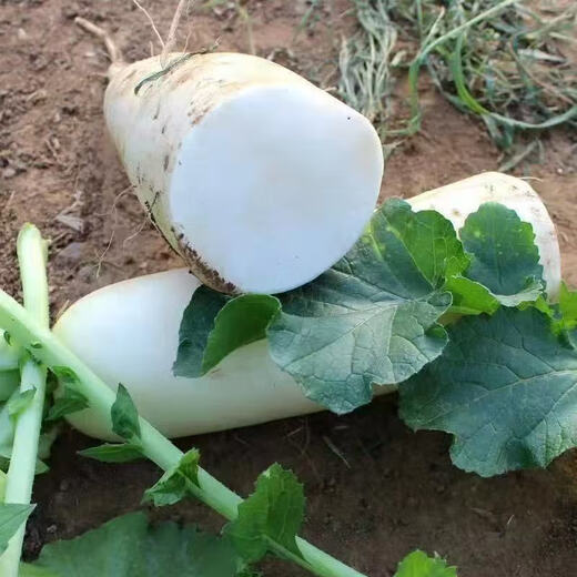 Hebei fresh white radish freshly dug sweet and crispy sand fruit radish carrot farm vegetable nutrition healthy nutrition fresh white radish 3.7-4 net weight