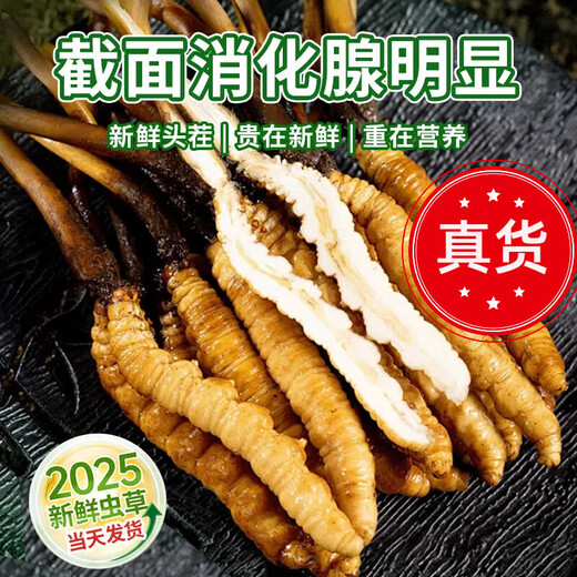 新鲜冬虫夏草2025年头期虫草正品领导高海拔送礼正宗鲜虫草过节 新鲜虫草加冰发货