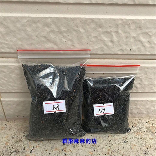 Laidong Red Skin Pitaya Fruit Seeds White Dragon Fruit Seeds Green Dragon Fruit Red Dragon Fruit Fruit Seeds Potted Red Skin Red Flesh Dragon Fruit Seeds 500 capsules