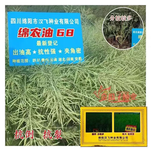 Hanfei Zuoyou 1701 agricultural oil 68 rapeseed, high yield, high oil, short stem, cold resistance and disease resistance, cabbage type rapeseed (26) Tianfu Oil 668