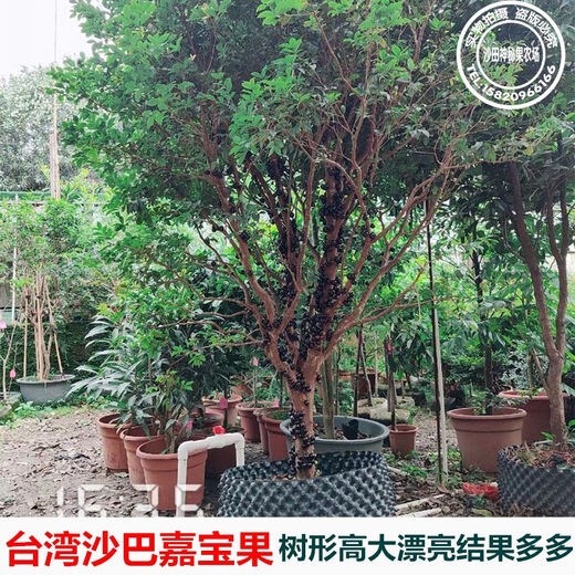 嘉宝果苗沙巴嘉宝果苗树葡萄果树苗带土带叶东莞13年老店 6年半苗沙巴6167 141cm(含)-170cm(含)