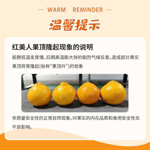 Jingxiansheng Xiangshan Red Beauty Ehime Nr. 28 Jelly Orange Nettogewicht 4,2Jin Jin entspricht 0,5kg Einzelne Frucht 180g+ Geschenkbox mit frischem Obst