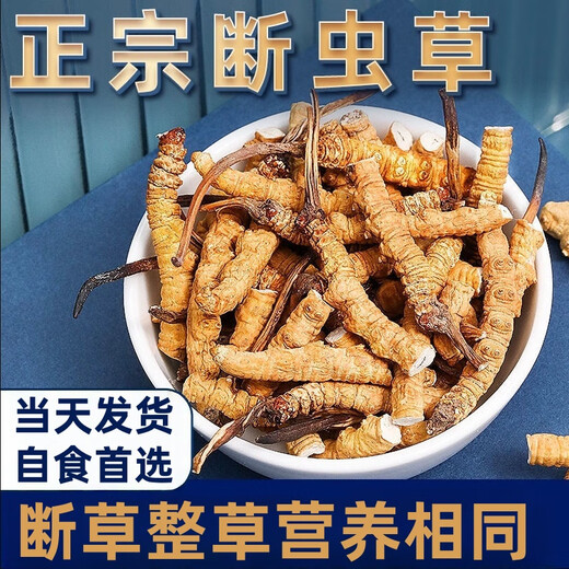 Cordyceps sinensis broken grass authentic fine snow-capped mountain plateau cordyceps 2025 first period big broken grass self-eating nourishment Selected Tibet Nagqu big broken grass 20g pack