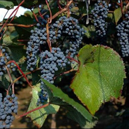 Mountain grape seed seedlings Northeast mountain wild fruit garden potted North and South seasons easy-to-live Beida seedlings wine making raw materials 200 seeds 20-30 cm