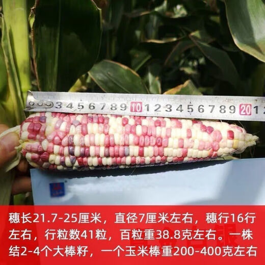 National Approval Super Sweet Colorful Waxy Corn Seeds Flowery Waxy Corn Seeds Colorful Cloud Sweet Waxy Corn Farmers High Yield National Approval Colorful Waxy Corn Seeds 1 Pack About 50 Grains