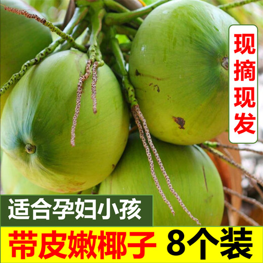 Ganguo has an appointment with Hainan coconut, green coconut, fresh coconut with skin, green coconut, tender coconut, amniotic fluid replenishing fruit for pregnant women, 6 tender coconuts with skin - recommended for pregnant women