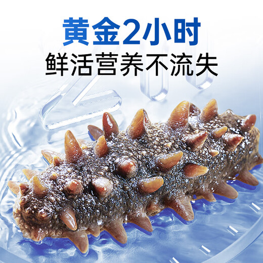 Fishing Travel Notes Ready-to-eat sea cucumber Dalian sea cucumber 500g Liao sea cucumber dry sea cucumber 13-17 pieces/Jin Jin equals 0.5 kg