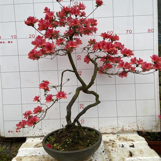 
Premium and precious tree species, Yingshanhong bonsai smoke, purple and red flowers, flowers first, then leaves variety, National Flag Red Rhododendron potted plant 12185, not including pots
