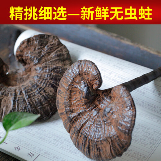 遇芝缘紫灵芝正品云南深山半野生紫芝带孢子粉不苦野芝可煲汤泡酒煮茶 整个500克（21-50个）