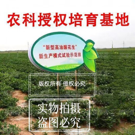 Peanut seeds Academy of Agricultural Sciences seed shelled original seed thin-skinned farmer sun-dried red-skinned raw peanuts Purity First generation Haihua No. 1 Net weight shipped 2Jin Jin equals 0.5 kg