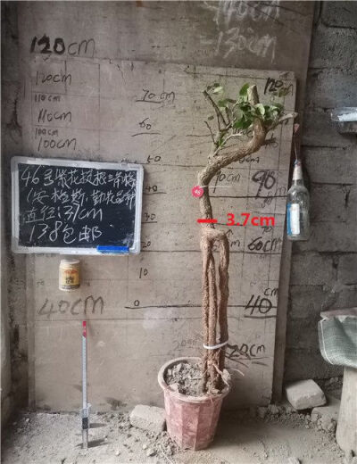 三角梅安格斯三角梅勒杜鹃老树桩提根紫花三角梅勤花品种 691号安格斯紫花三角梅 不含盆