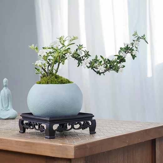 Estilo zen Nieve de junio en el acantilado con macetas de cerámica Pequeñas plantas de bonsái en la oficina Plantas verdes Bonsái en macetas Acantilado Nieve de junio + maceta de hielo + base cuadrada + musgo