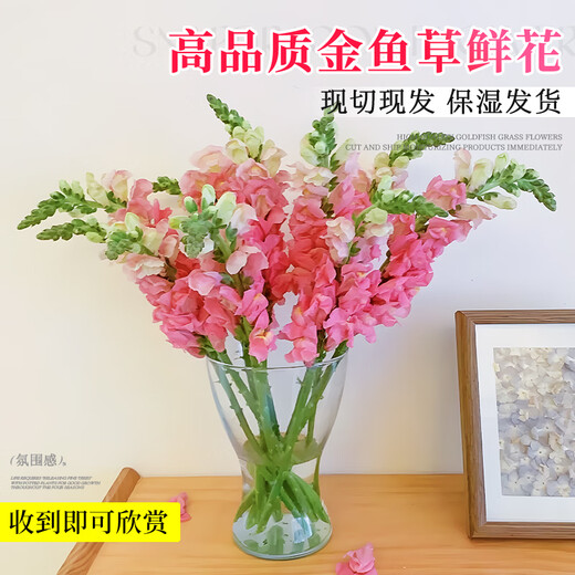 Linya Snapdragon Flowers 8-10 Branches Yunnan Straight Hair Large Flowers Fresh Cut Flower Hall Household Water Raised Random Source Straight Hair