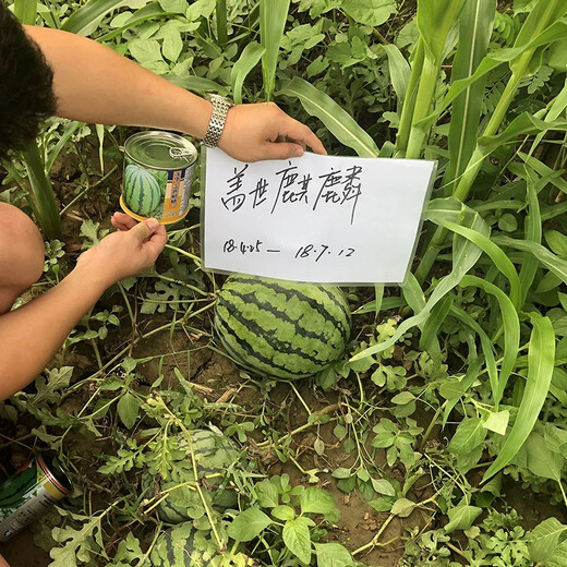 Zhongke Maohua Fruit Seeds Unparalleled Kirin Watermelon Seeds Anti-crack Jingxin 8424 Watermelon Seeds Thin Skin Red Flesh Unparalleled Kirin 10g/bag (about 160 pieces) Disassembled and packed